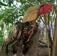 We did not find results for: Aseel Breeds In Box Rs 3000 Box Fighting Cock Enterprises Id 18967280155