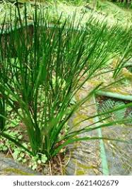 Image result for Schoenoplectiella mucronata