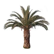 Try to search more transparent images related to palm trees png |. Palm Tree Png Photos Free Royalty Free Stock Photos From Dreamstime