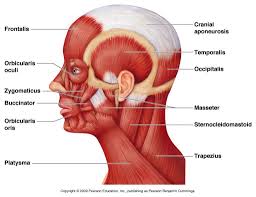Check spelling or type a new query. Human Neck Muscles Diagram Koibana Info Facial Muscles Anatomy Neck Muscle Anatomy Head Muscles