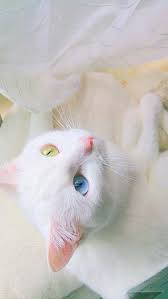 Van Kedisi White Cats Cats And Kittens Animal Projects