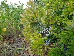 Image result for Myrica chimanimaniana