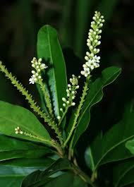 Image result for Citharexylum