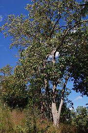 Maybe you would like to learn more about one of these? Flora Fauna