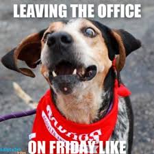 Tookyou long enough happy friday dog memes image memes at. Facebook