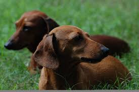 Dachshund Wallpapers Hd For Desktop Backgrounds 1,000+ vectors, stock photos & psd files.