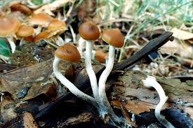 magic mushroom poisonous plants and fungi te ara