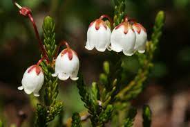 Free shipping on eligible orders. 9 Types Of Bell Shaped Flowers Dengarden