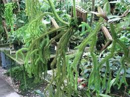 The stems grow long up to 3 feet or more and hang with small needle like leaves all over. Lycopodium Squarrosum Brian S Botanicals