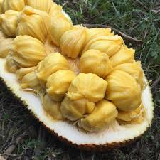 Cempejack Cempejack Is A Cross Between Cempedak Artocarous Integer And Jackfruit Artocarpus Heterophyllus Found Naturally In Borneo Jackfruit Nangka A Food