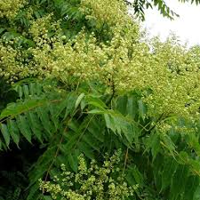 Heaven's tree, trees in heaven, árbol del cielo / 천국의 나무 / cheongugui namu. Tree Of Heaven Blitz Botanic Gardens Biosecurity Network Botanic Gardens Biosecurity Network