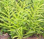 Image result for Microsorum scolopendria