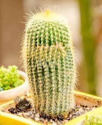 Water cacti at least once a week in the spring and summer. Barrel Cactus The Bigger Species Such As The Barrel Cactus Or Ferocactus Types Can Last Longer Without Water For Extende Air Plant Garden Cactus Barrel Cactus