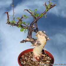 Image result for Commiphora