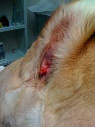Your vet should be able to determine what the cause of the pain is. Does My Dog Have A Hemorrhoid Virtuavet