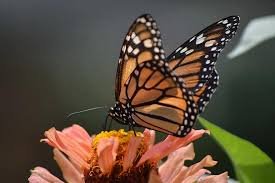 Monarch butterfly flowers to plant. Butterflies Flower Butterfly Insect Nature Summer Colorful Outdoor Orange Monarch Monarch Butterflies Pikist