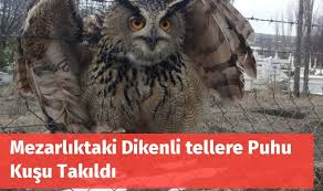 Mezarliktaki Dikenli Tellere Puhu Kusu Takildi