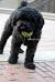 Groomed Puli Dogs