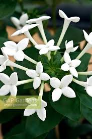 Image result for Bouvardia longiflora