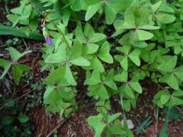 Image result for Oxalidaceae