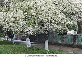 New amazing flowers pics every day, be the first to see them! Beautiful White Flowering Trees Branch Of A Blossoming Tree With Beautiful White Flowers Canstock