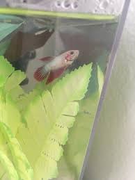 Betta fish are small fresh water fish that are part of the osphronemidae family. Baby Betta Tail Type My Aquarium Club