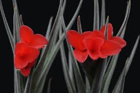 Image result for Albertisia exelliana