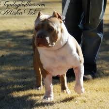 Merle bullies, tri pit bulls, fawn pit bulls, red nose pit bull puppies and blue nose pit bulls for sale. Blue Pitbull Puppies Forsale Pitbull Breeder Pitbull Puppies American Bully For Sale