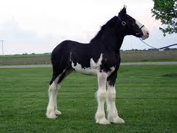 Dec 24, 2019 · as third, fourth, and fifth generations of clydesdale breeders, we promote black clydes with quality and conformation second to none. Black Clydesdales Google Search Clydesdale Horses Horses Funny Horses