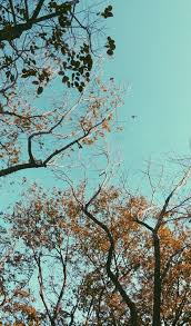aesthetic trees aesthetic aesthetictrees nature aestheticnature nature outdoor aesthetic aesthetic trees aesthetic