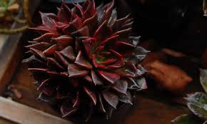 Whether indoors or outdoors, providing the right potting mix (a well. Echeveria Black Prince The Succulent For Goth Gardening