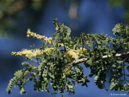 Image result for Faidherbia albida