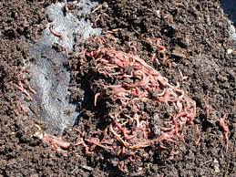 We did not find results for: Worm Composting System Red Worms Composting Worm Composting Bins