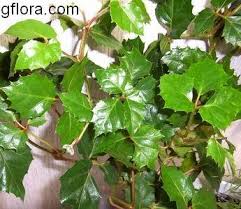 Image result for Cissus integrifolia