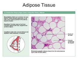 Pin By Justin Taphorn On Connective Tissue Adipose Tissue Loose Connective Tissue Adipose