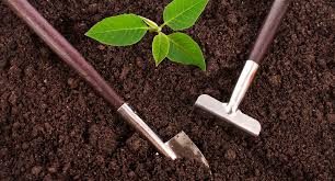 Coffee grounds make excellent green matter as they are rich in nitrogen. Use Old Coffee Grounds In The Garden The Diy Life