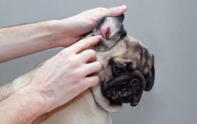 Image result for scabies dog ear