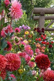 all my life through the new sights of nature made me rejoice like a child marie curie idees de jardin fleur dahlia bon anniversaire fleurs