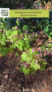 Image result for Tephrosia nana