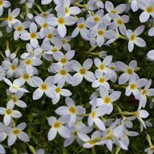 Awesome 4 Petal White Flower With Yellow Center And Review Flower Garden Types Of Purple Flowers Amazing Flowers
