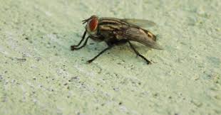Come and fly away with me! How To Keep Flies Away Over The Summer 12 Tomatoes