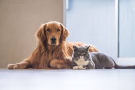 Kedi Ve Kopeklerde Dis Parazitler Azizler Veterinerlik Ve Zirai Hizmetler Ltd Sti
