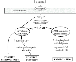 Inotropes And Vasopressors Circulation