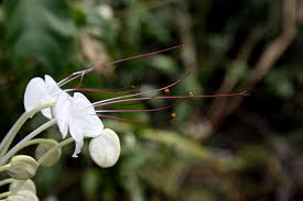 Image result for Clerodendrum incisum