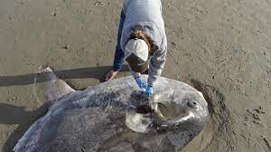A Huge Strange Looking Fish Washed Up On A California Beach Scientists Say It S A First
