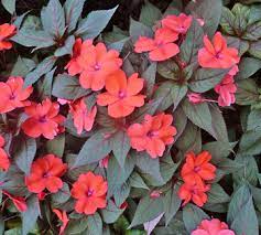 The gnps plant sale committee maintains a listing of nurseries, that have been plant sale contributors, which you are encouraged to support. Flowering Annuals For Georgia Gardens Uga Cooperative Extension