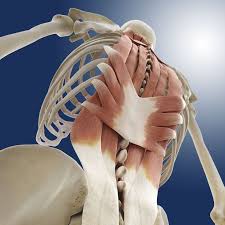 • location of origin & insertion. What Are The Paraspinal Muscles Muscle Anatomy Human Body Anatomy Body Anatomy