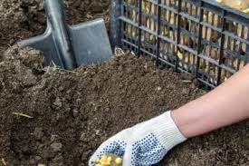 Boiled, baked, fried or roasted home grown potatoes taste best! How Deep To Plant Potatoes Top Tips