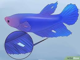 Signs of a sick betta fish. 6 Ways To Tell If A Betta Fish Is Sick Wikihow