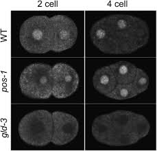 POS-1 Promotes Endo-mesoderm Development by Inhibiting the Cytoplasmic  Polyadenylation of neg-1 mRNA - ScienceDirect